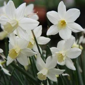 Sailboat Daffodil (Narcissus Sailboat) Img 1